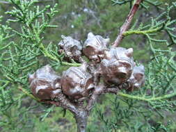 Cupressus goveniana var. abramsiana (C. B. Wolf) Little resmi