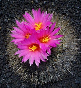 Image of Thelocactus macdowellii (Rebut ex Quehl) W. T. Marshall