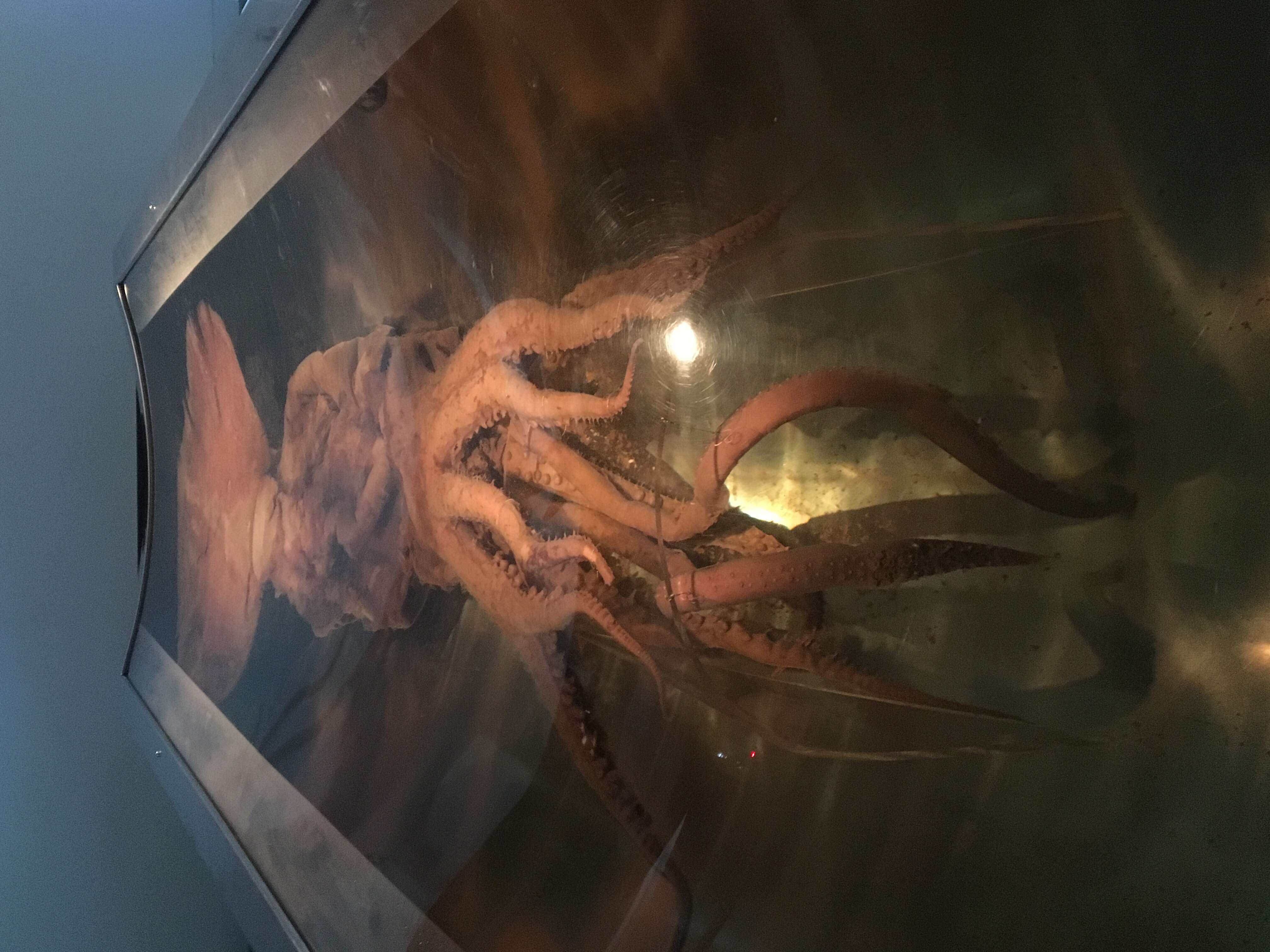 Image of Colossal squid