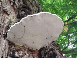 Image of Ganoderma applanatum