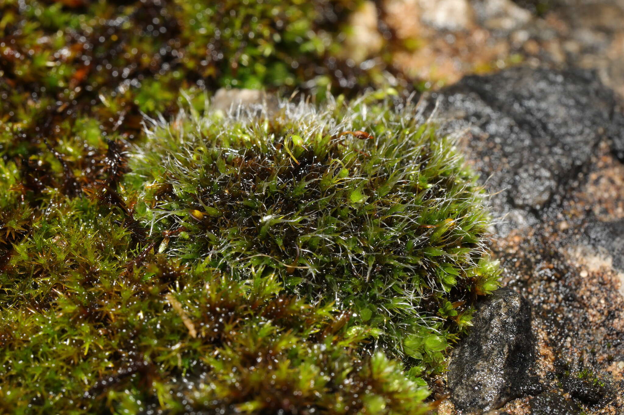 Image of pulvinate dry rock moss