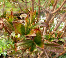 Sivun Viburnum × bodnantense kuva