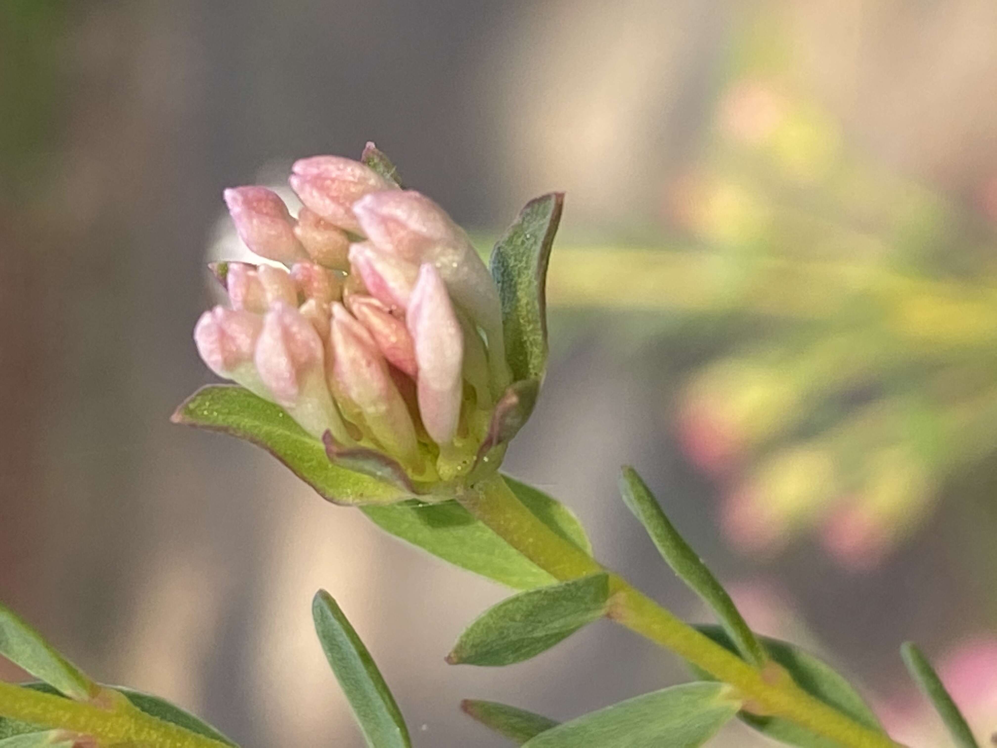 Image of Pimelea ciliata B. L. Rye