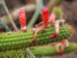 Image of Cleistocactus samaipatanus (Cárdenas) D. R. Hunt