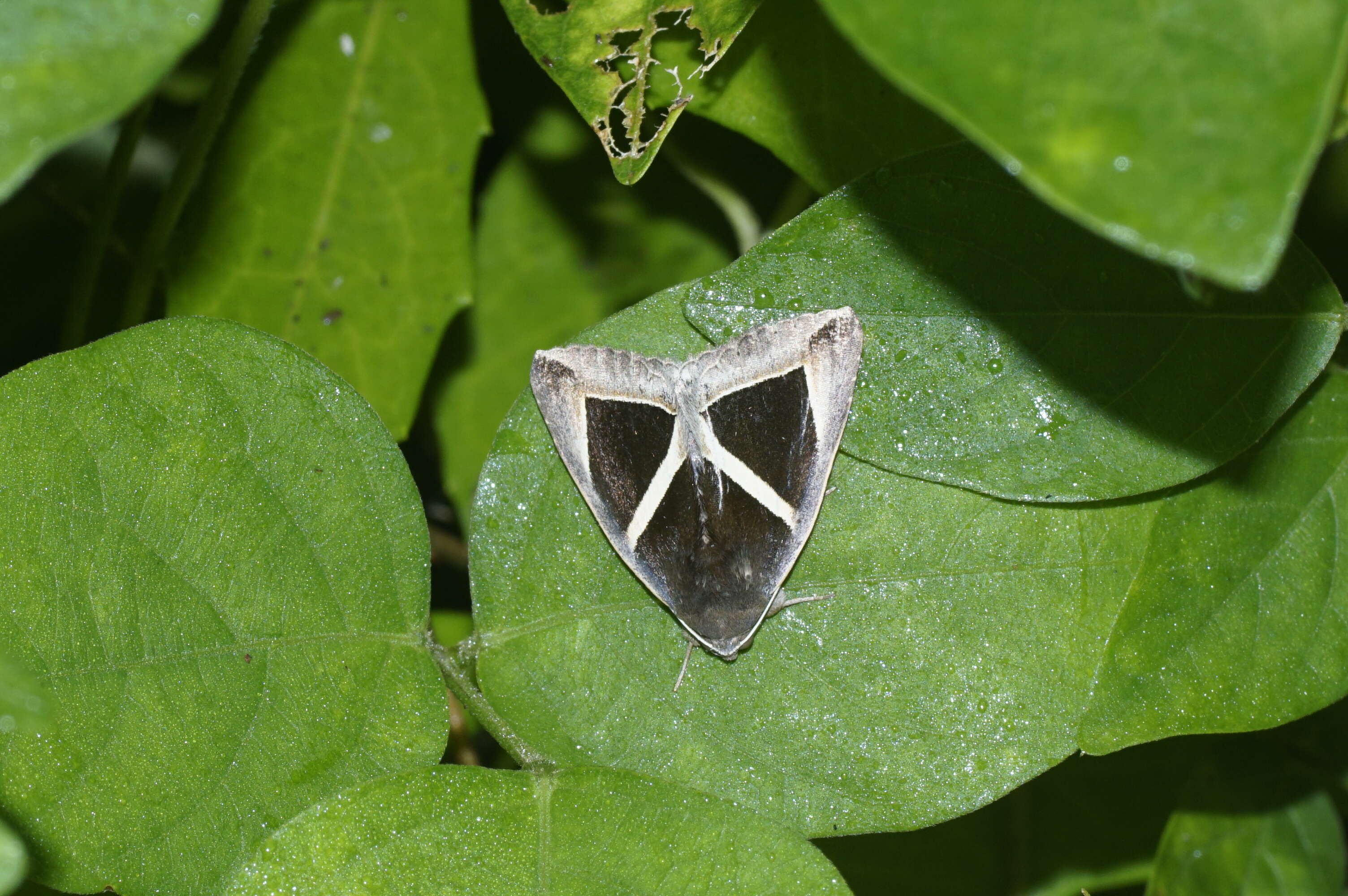 Image of Chalciope mygdon Cramer 1777