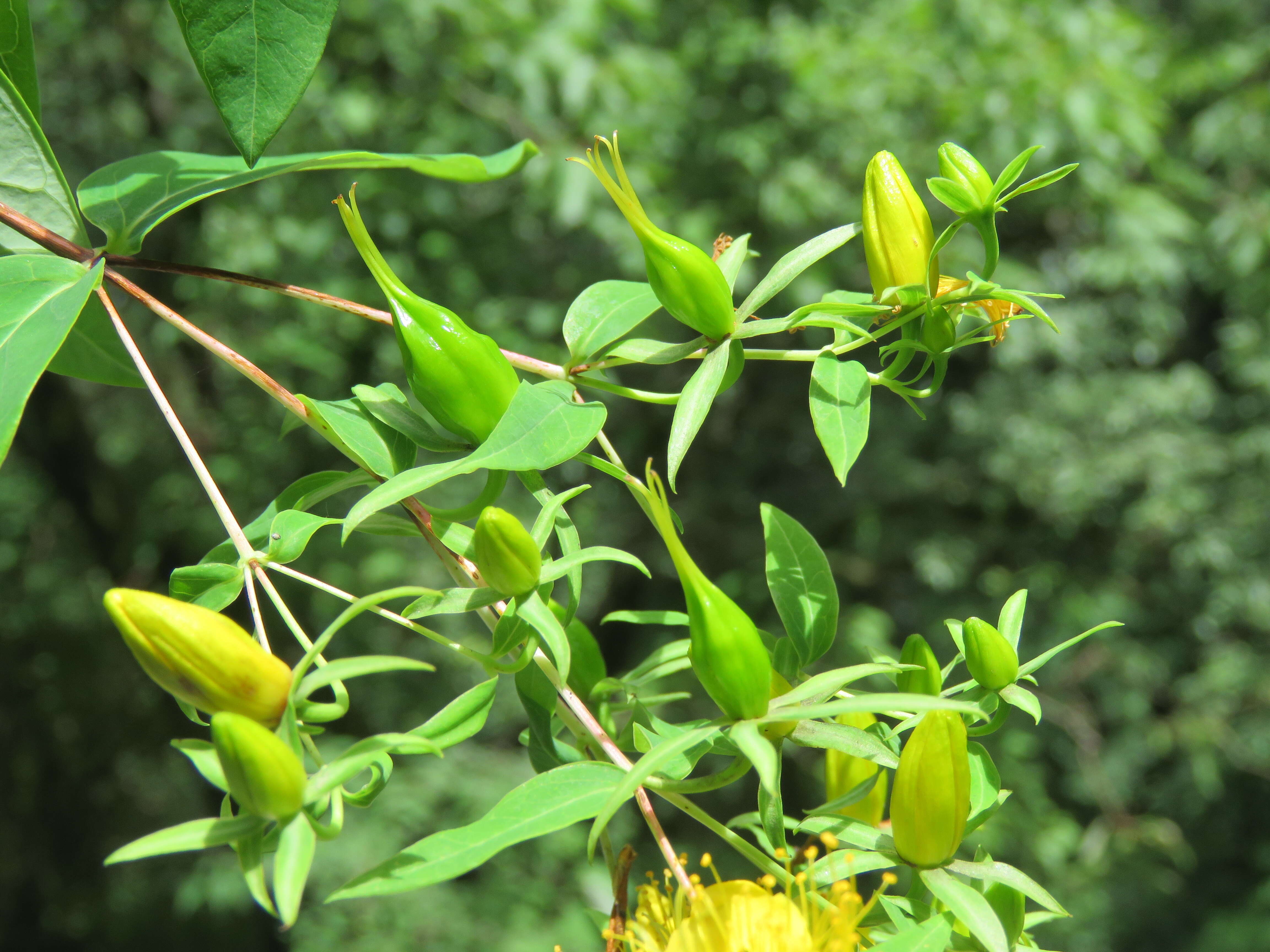 Image of Hypericum oblongifolium Choisy