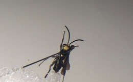 صورة Ceropales bipunctata