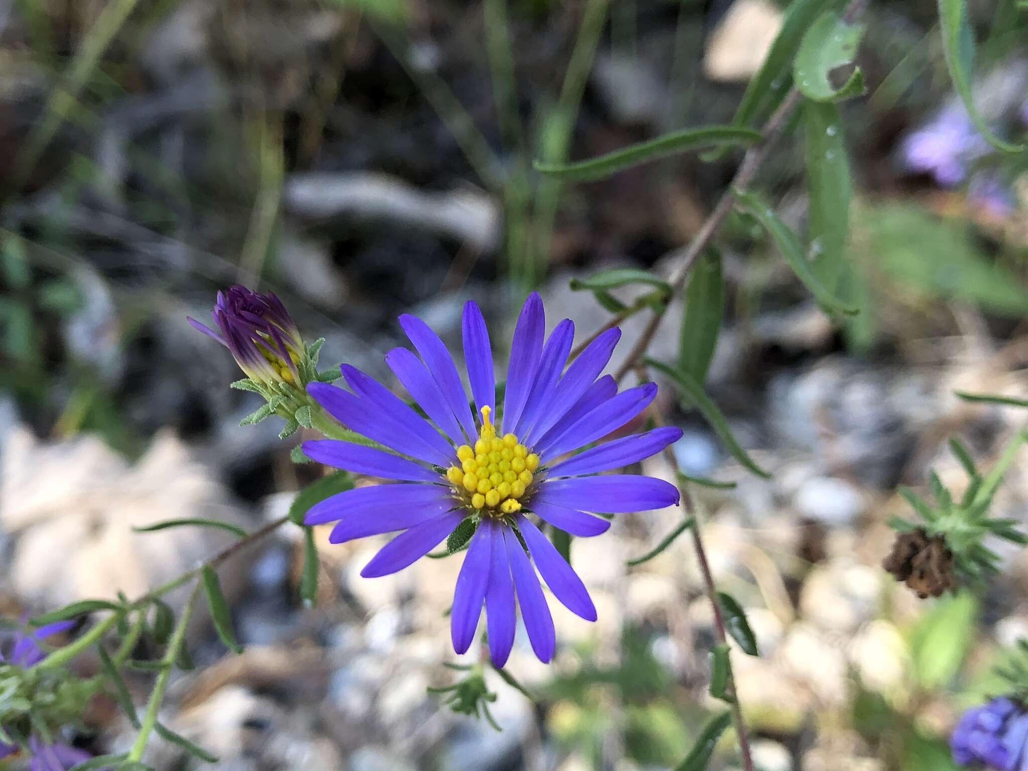 Image of aromatic aster