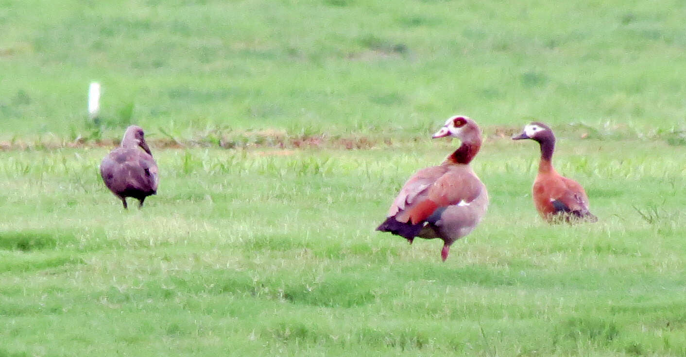 Image of Cape Shelduck