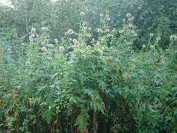 Image of tall globethistle