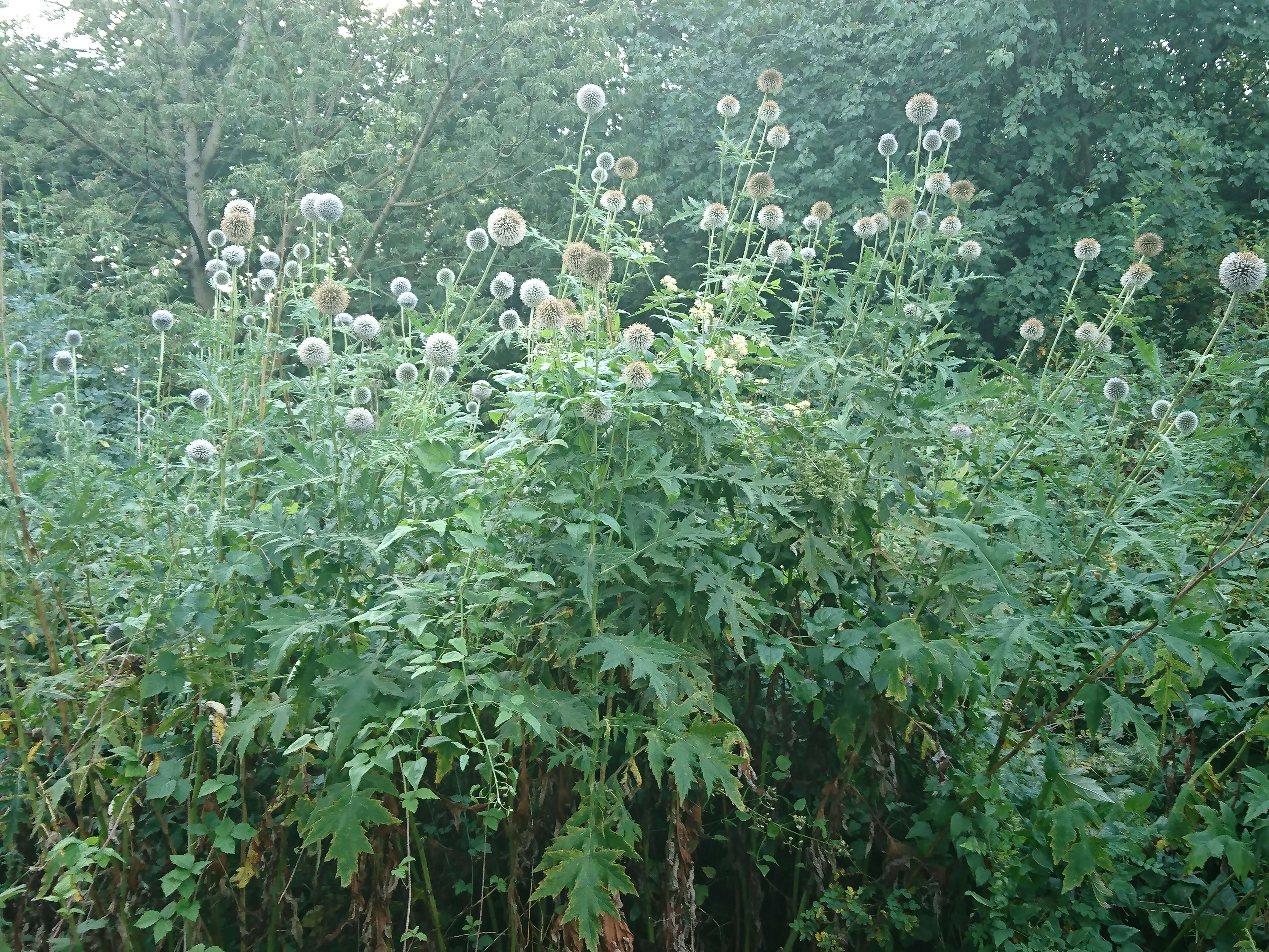 Image of tall globethistle