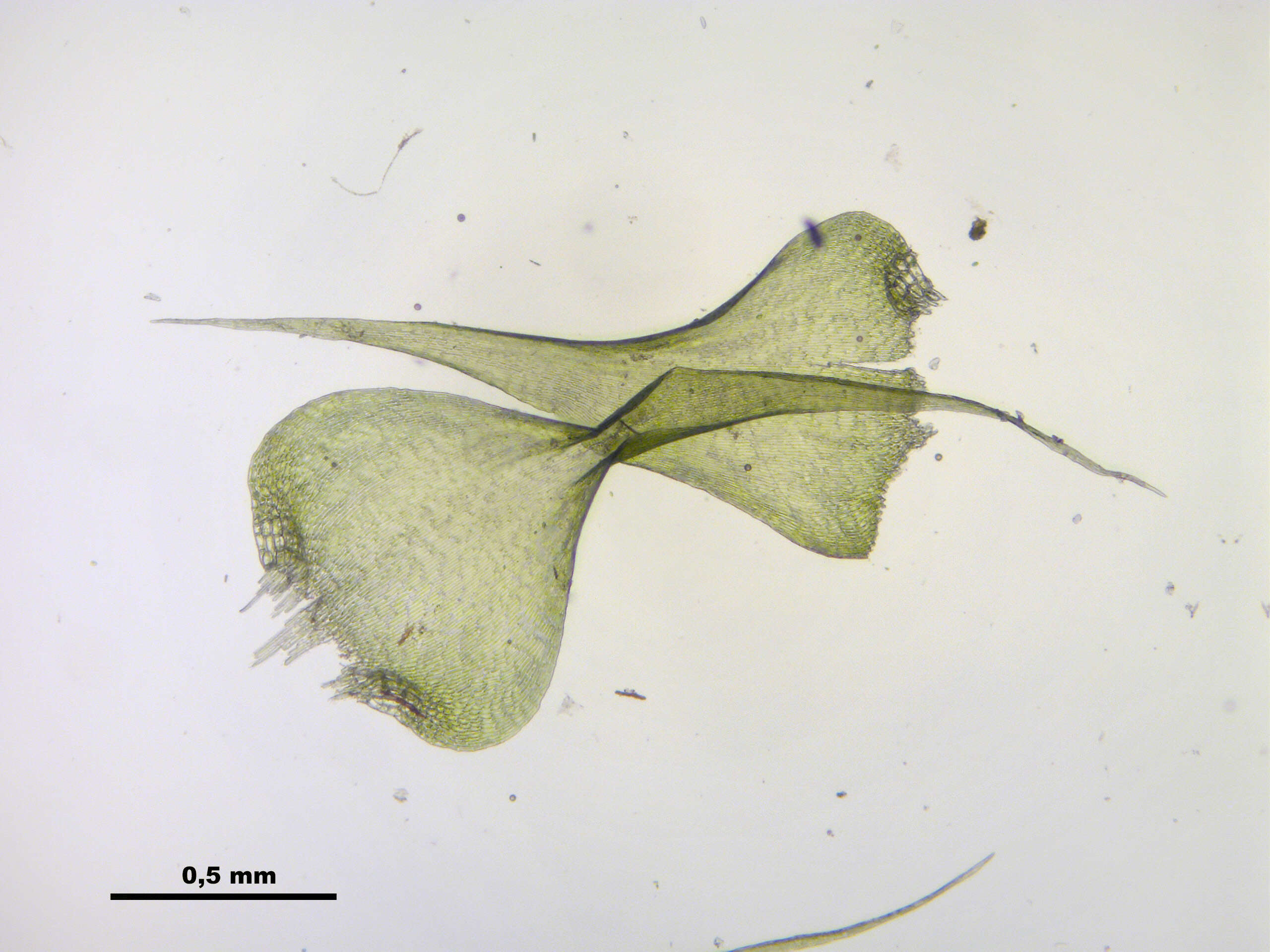 Слика од Campylium stellatum