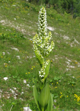 Image of European white hellebore