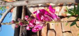 Image of garden snapdragon