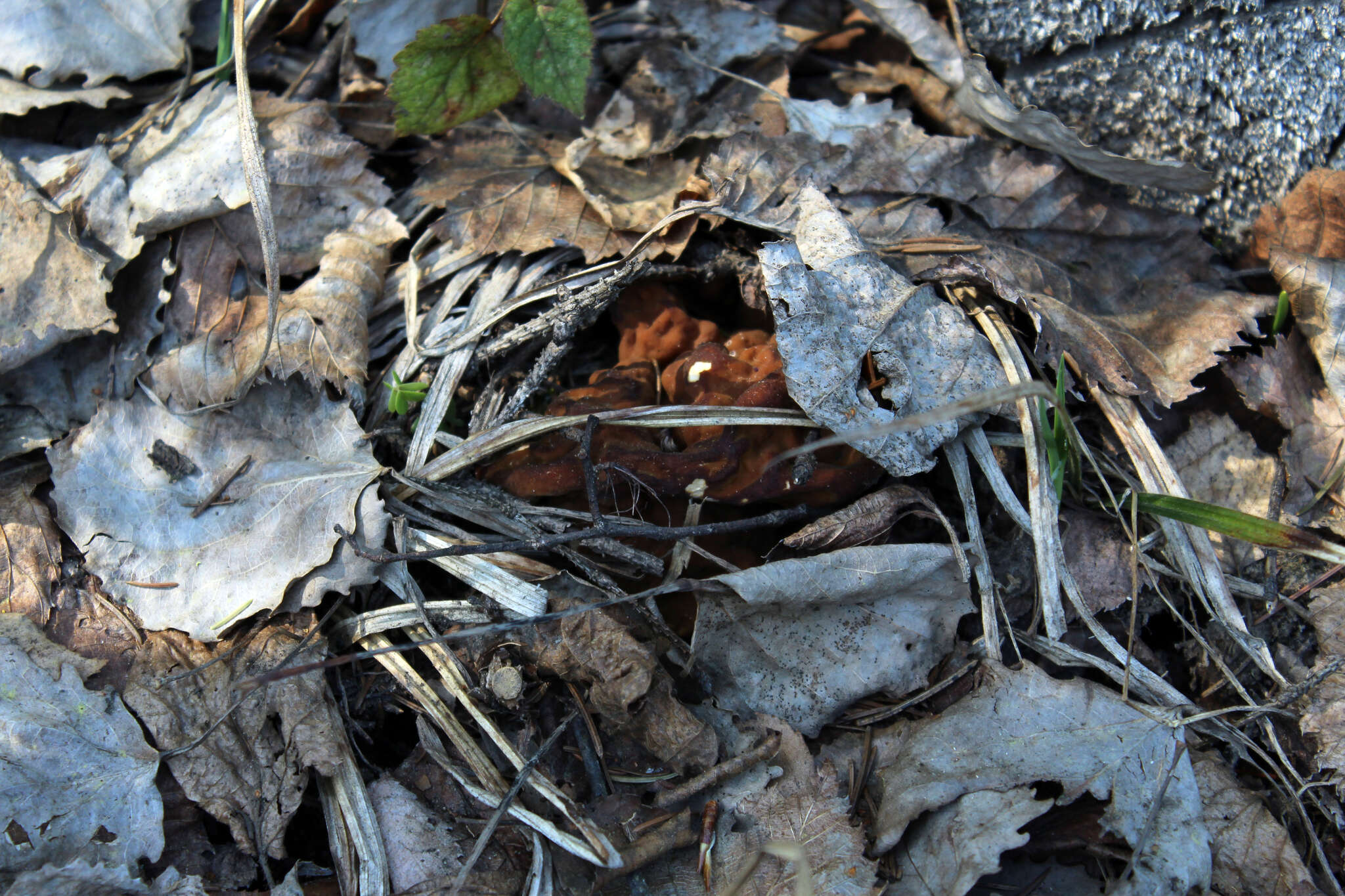 Plancia ëd Gyromitra gigas (Krombh.) Cooke 1878