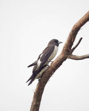 Image of White-breasted Woodswallow