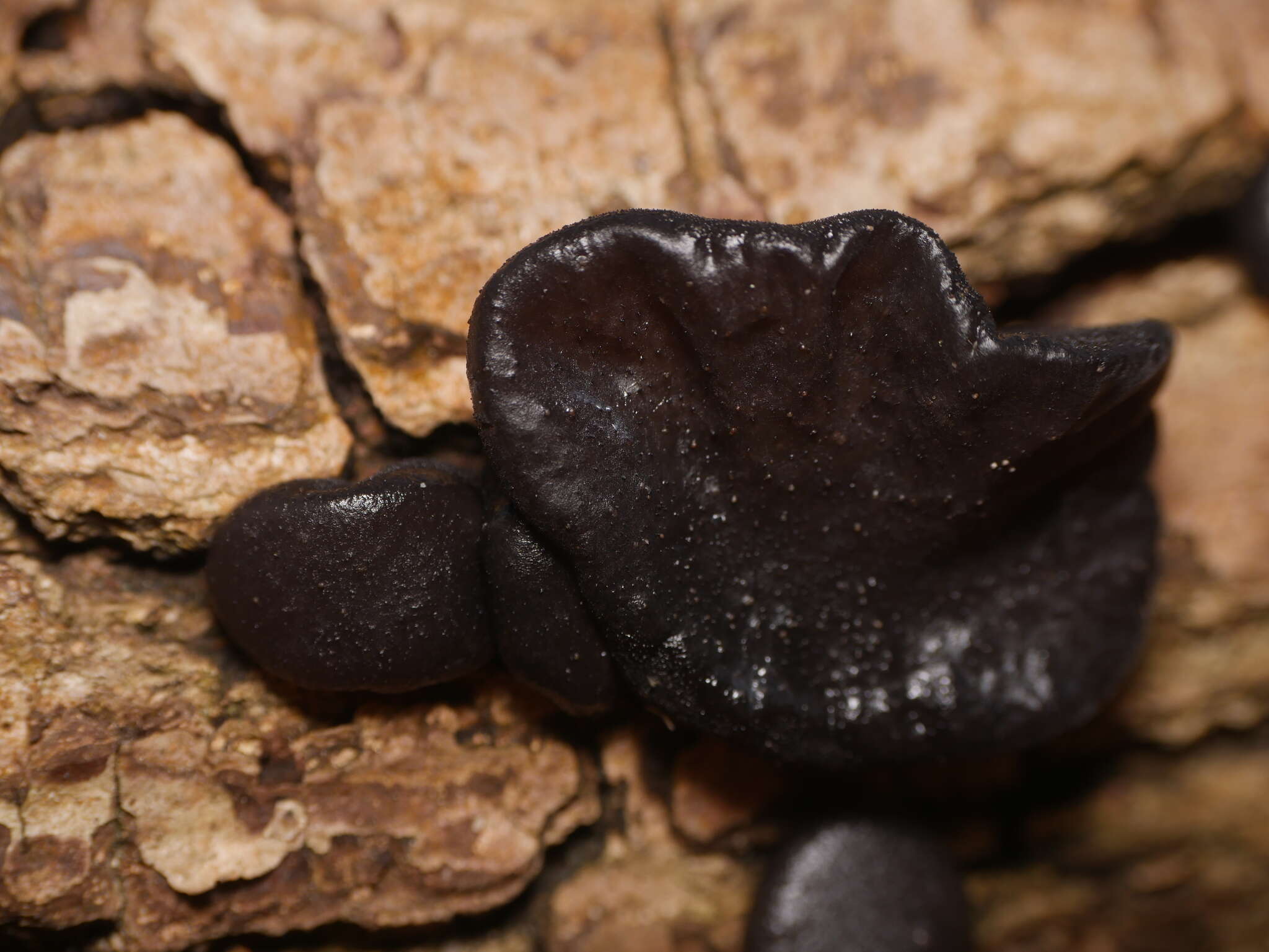 Image of Black Witches' Butter