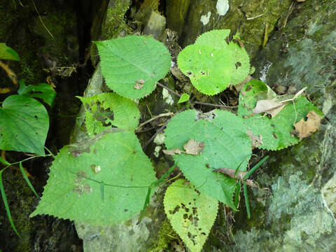 Image of Dendrocnide moroides (Wedd.) Chew