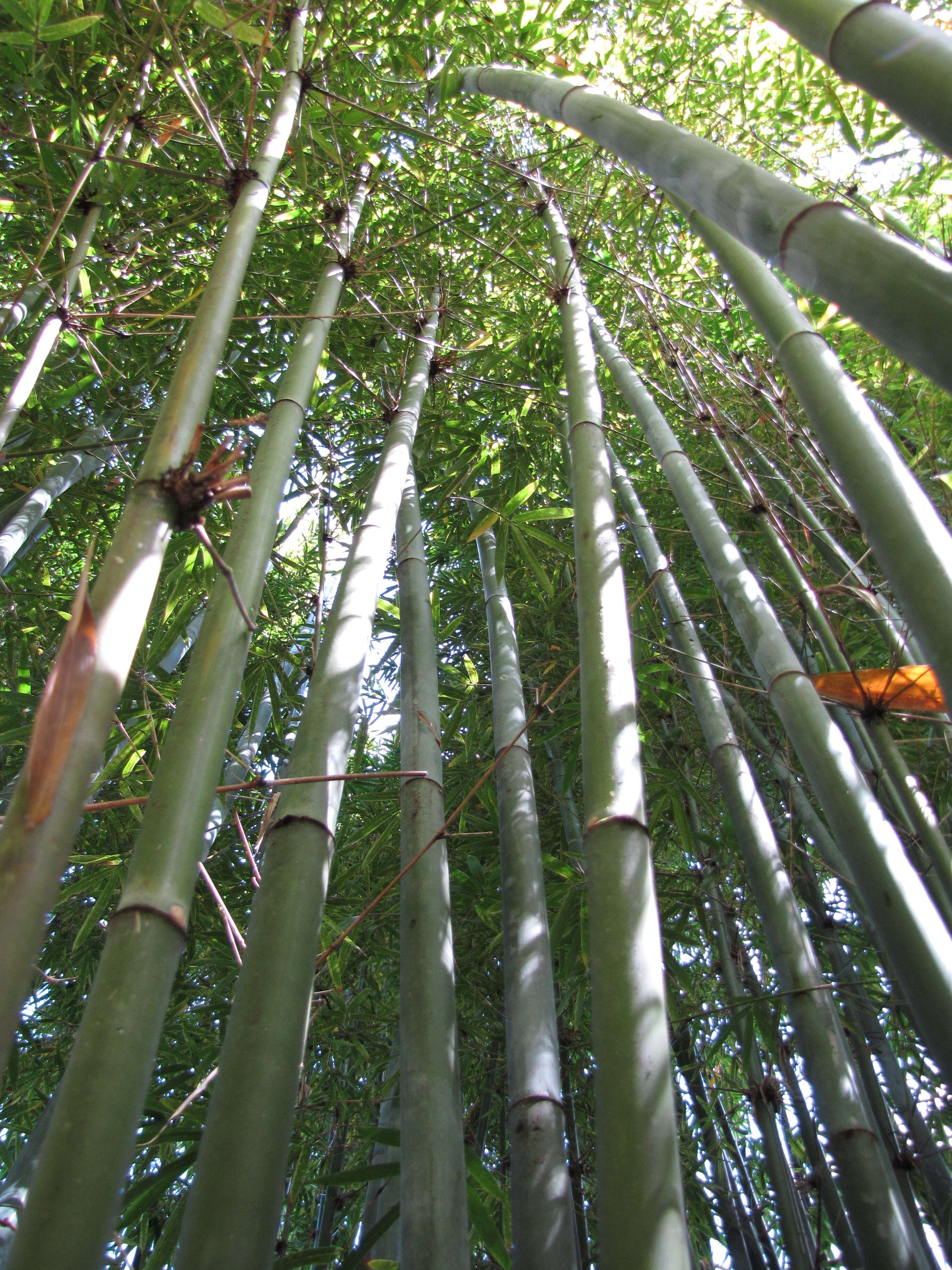 Image of textile bamboo