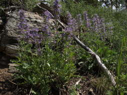 Image of silky phacelia