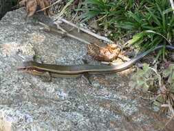 Image of Plestiodon japonicus (Peters 1864)