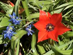 Image of Tulipa linifolia Regel