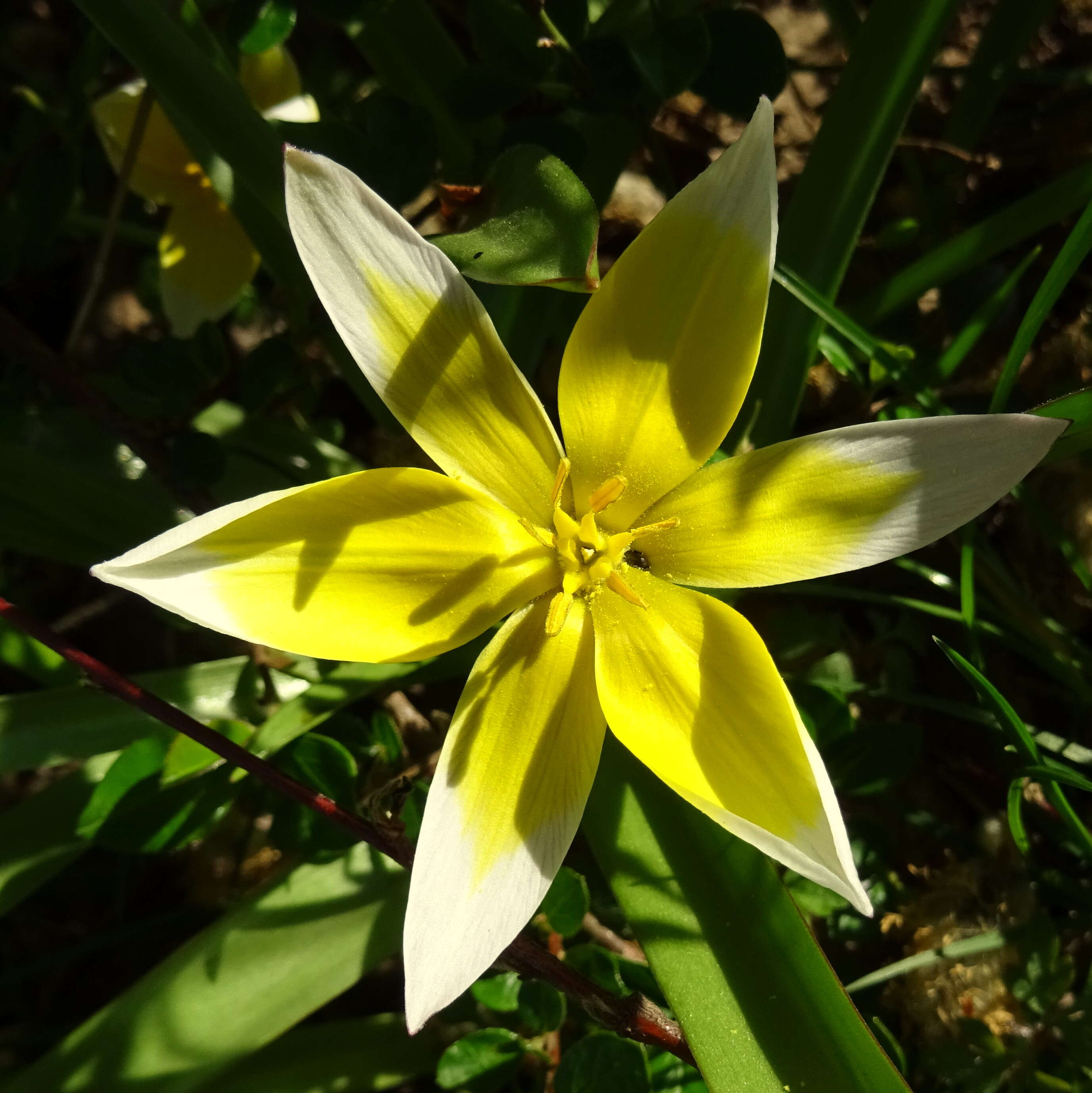 Image of Wild tulip