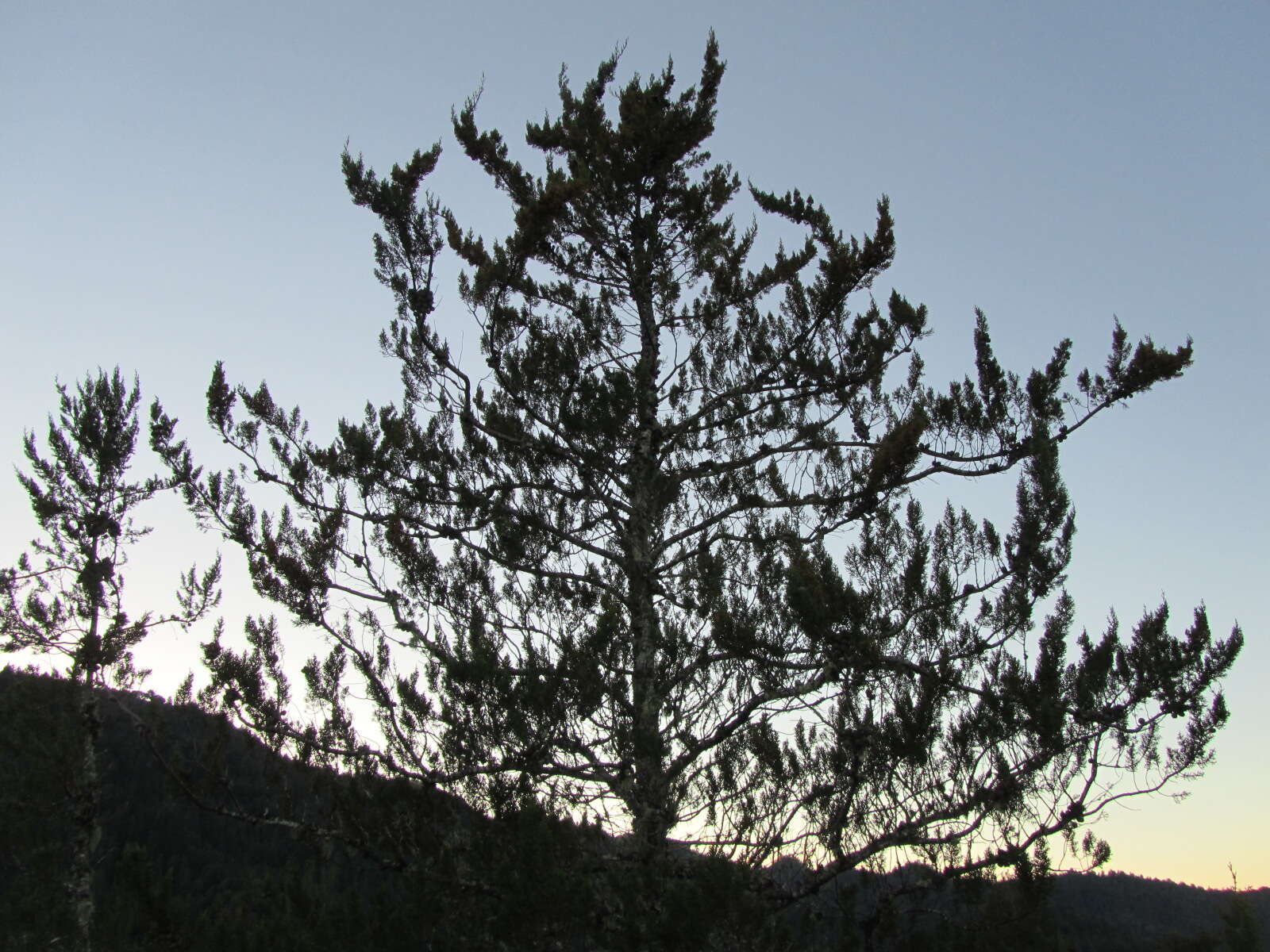 Cupressus goveniana var. abramsiana (C. B. Wolf) Little resmi