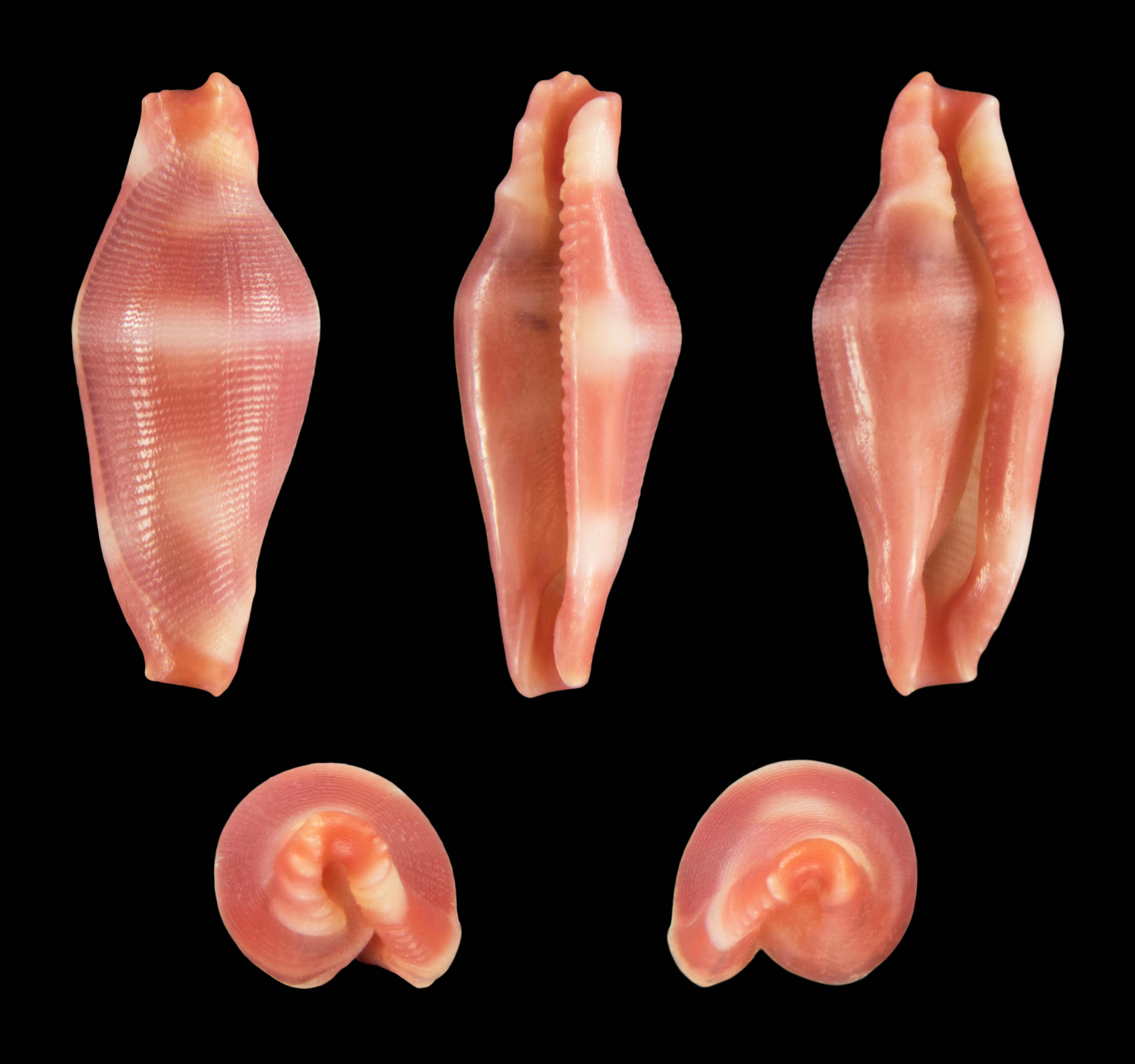 Image of Crenavolva striatula (G. B. Sowerby I 1828)