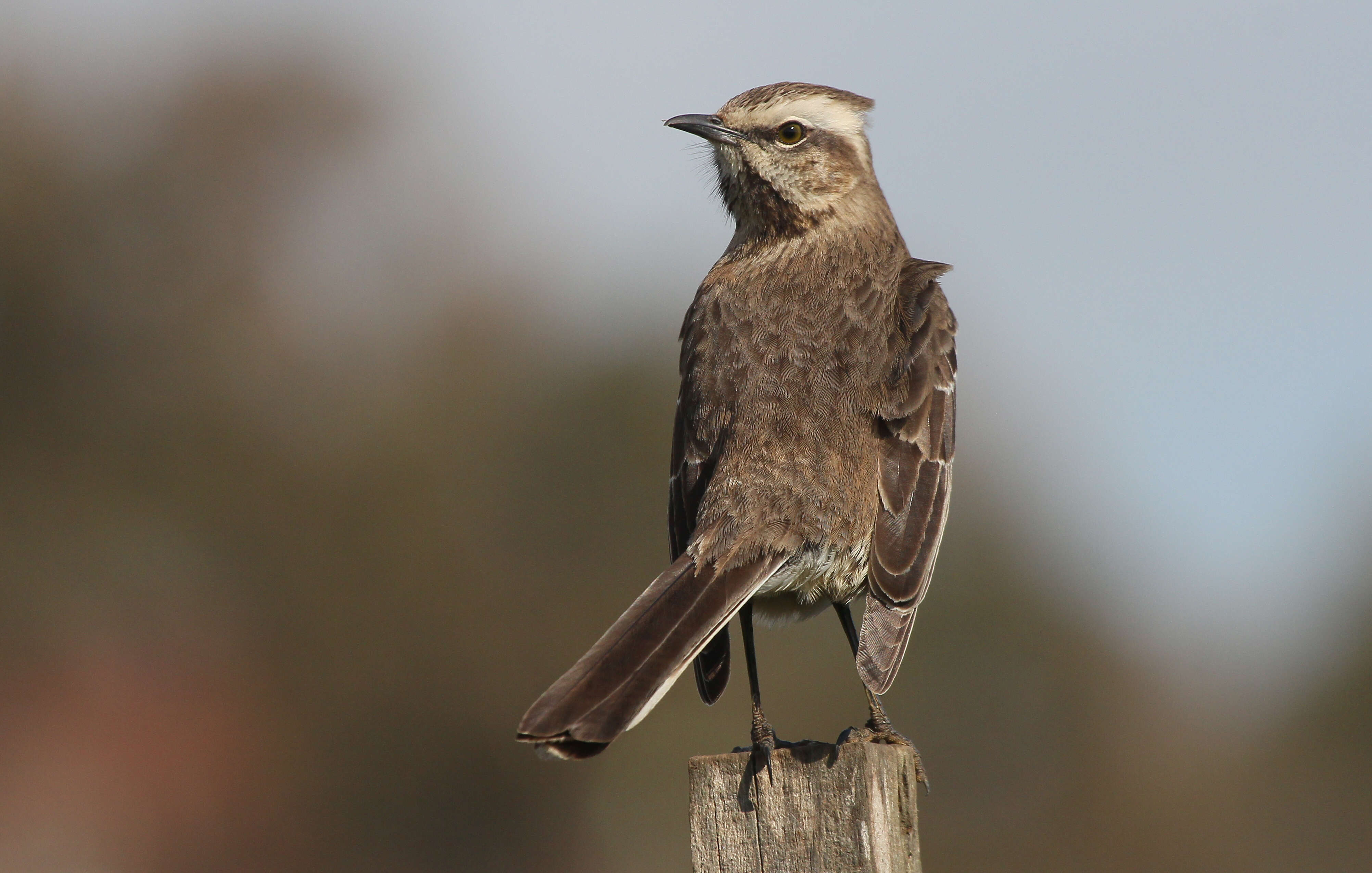 Image of Chilean Mockingbird