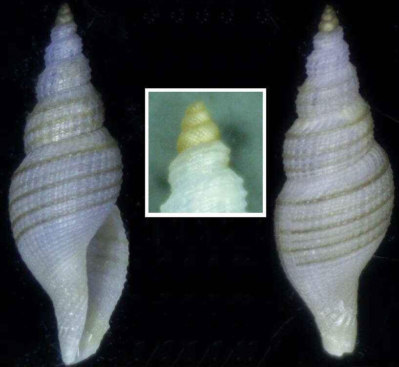 Image of Daphnella aureola (Reeve 1845)