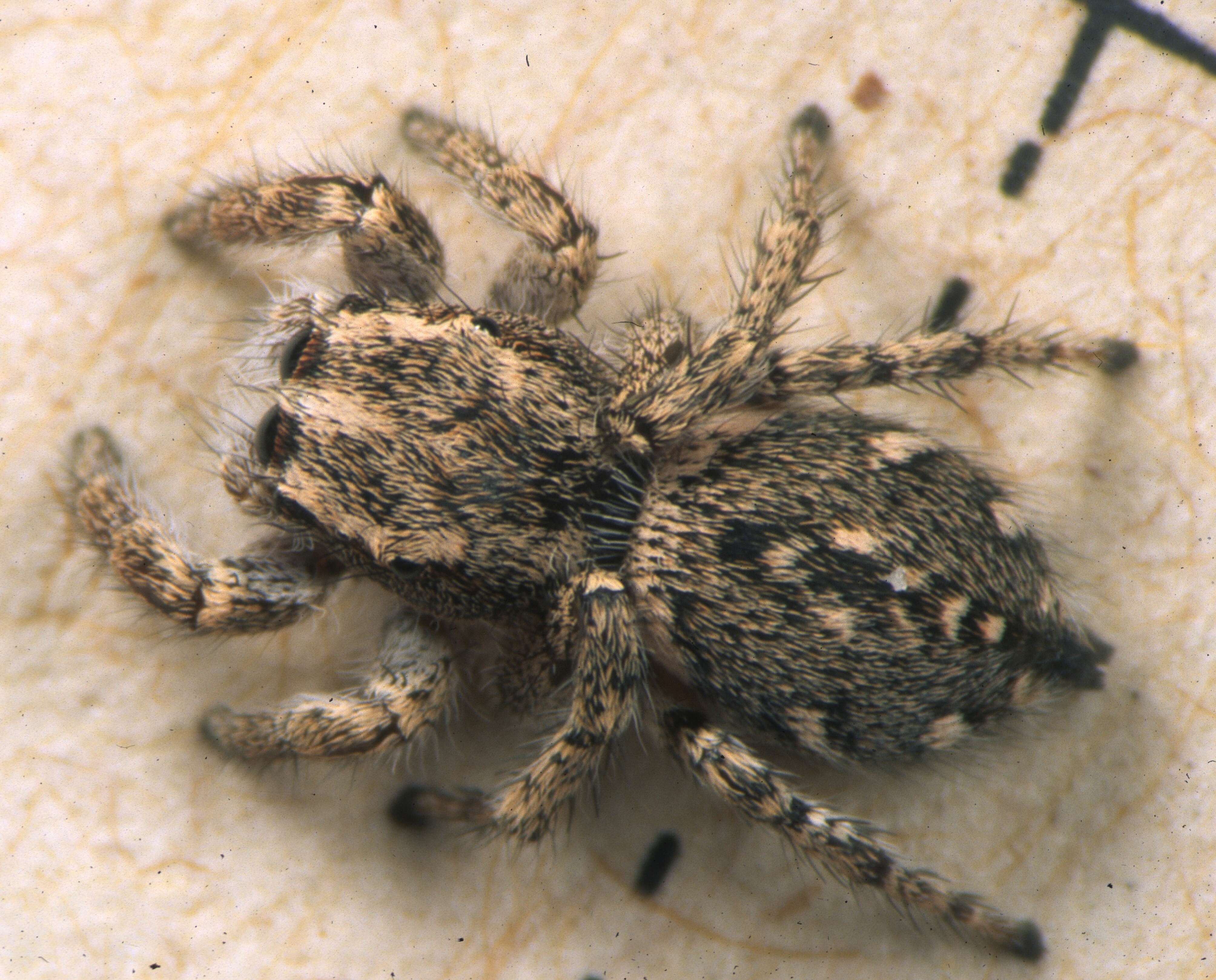 Image of Habronattus mataxus Griswold 1987