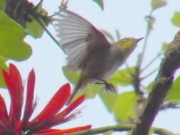 Image of Swinhoe's White-eye