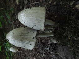 Coprinopsis atramentaria (Bull.) Redhead, Vilgalys & Moncalvo 2001 resmi