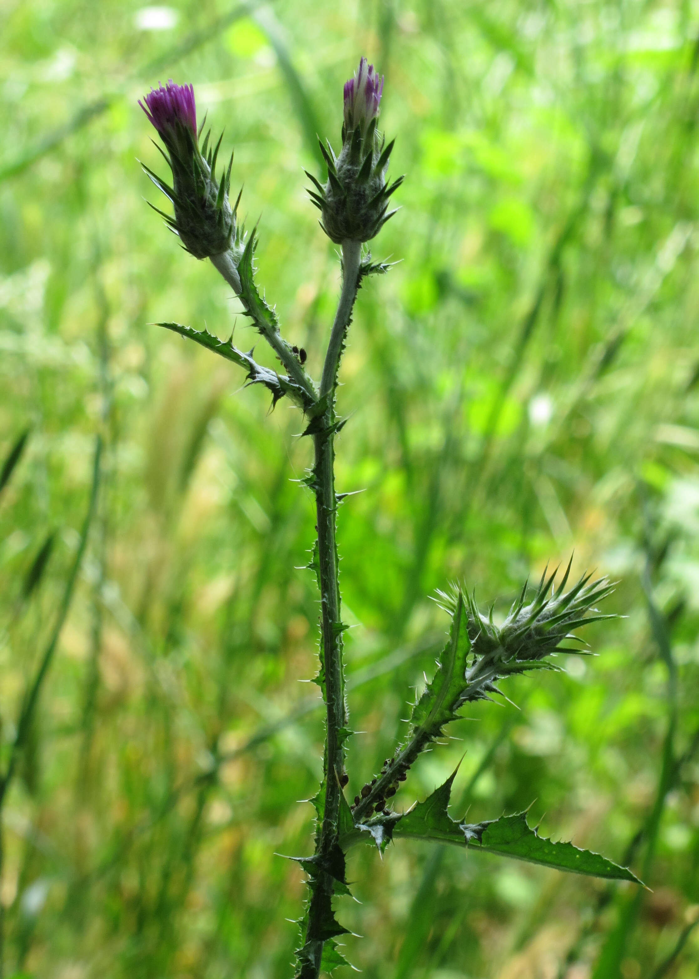 Image of Italian plumeless thistle