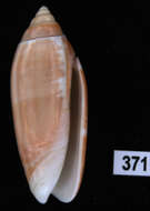 Image of Olivoidea Latreille 1825