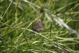 Image of woodland ringlet