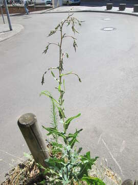 Image of prickly lettuce