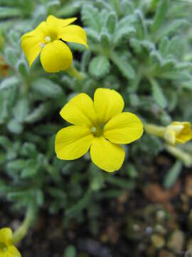 Image of Dionysia aretioides (Lehm.) Boiss.