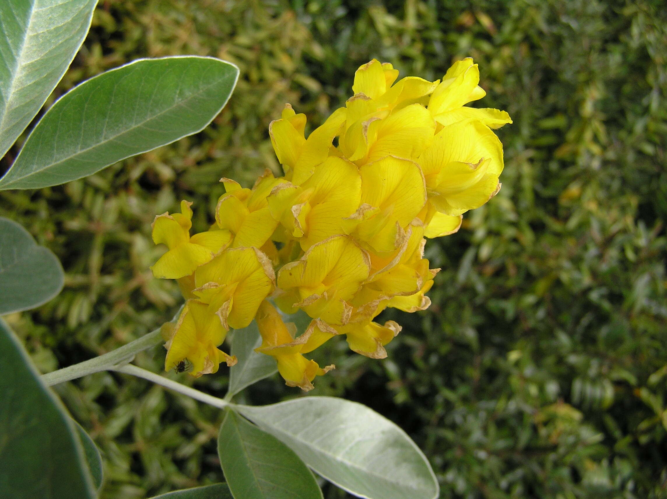 Image of Argyrocytisus