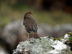 Image of Song Thrush