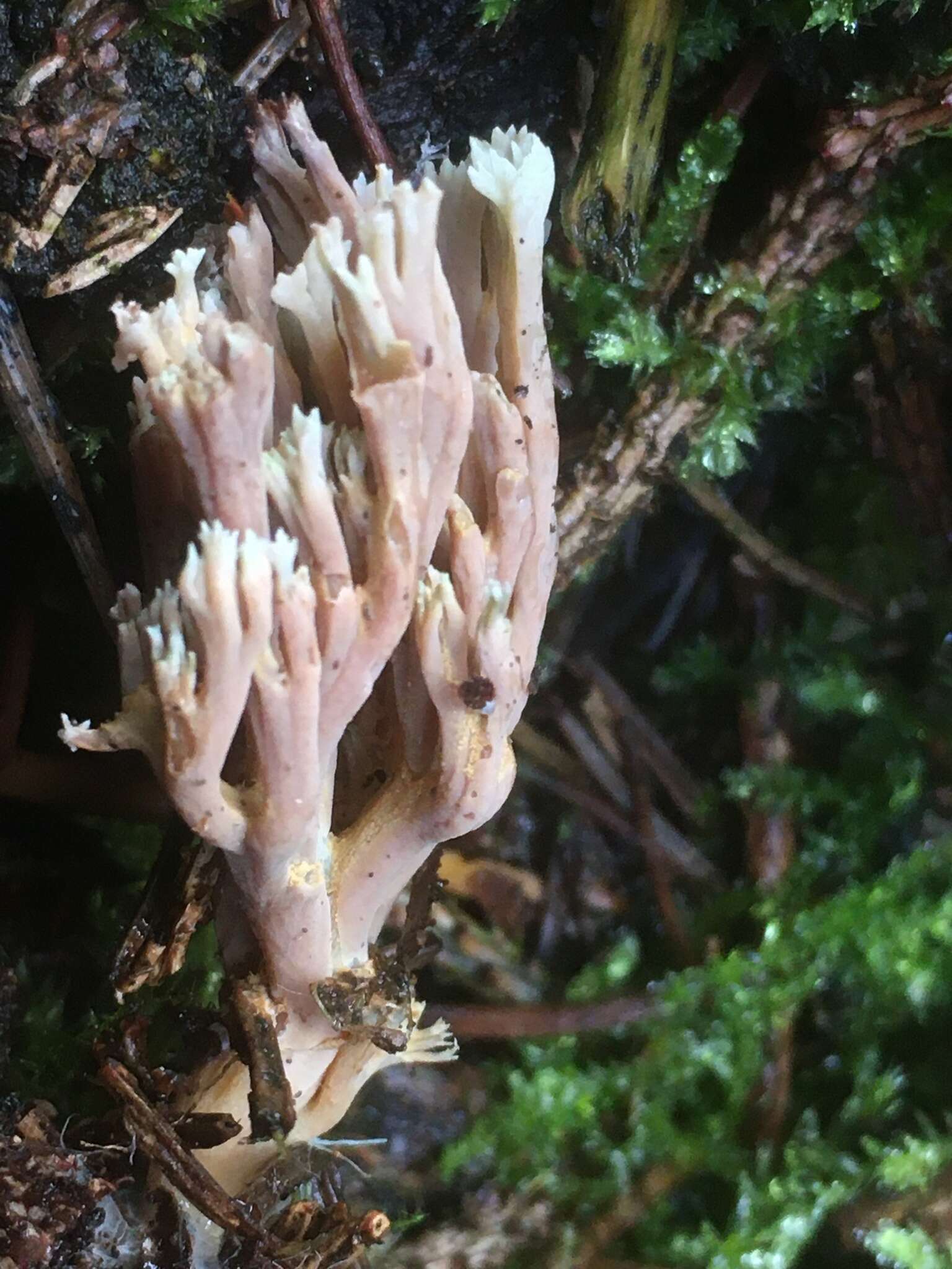 Image de Ramaria stricta (Pers.) Quél. 1888