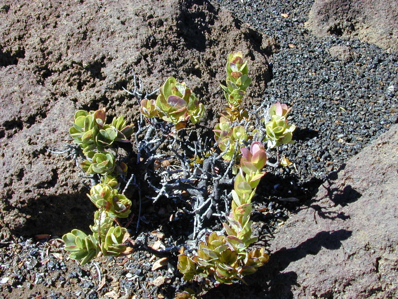 Image de Vaccinium reticulatum Sm.