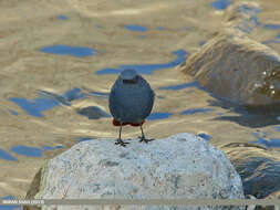 Image of Plumbeous Water Redstart