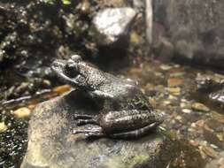 Image of Kajika Frog