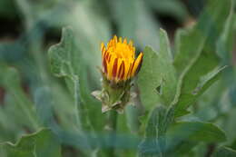 Image of False sowthistle