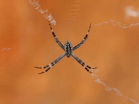 Imagem de Argiope katherina Levi 1983