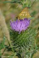 Image of Common Branded Skipper