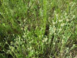 Image of common cottonrose