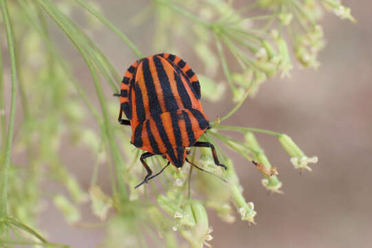 Image of <i>Graphosoma italicum</i>